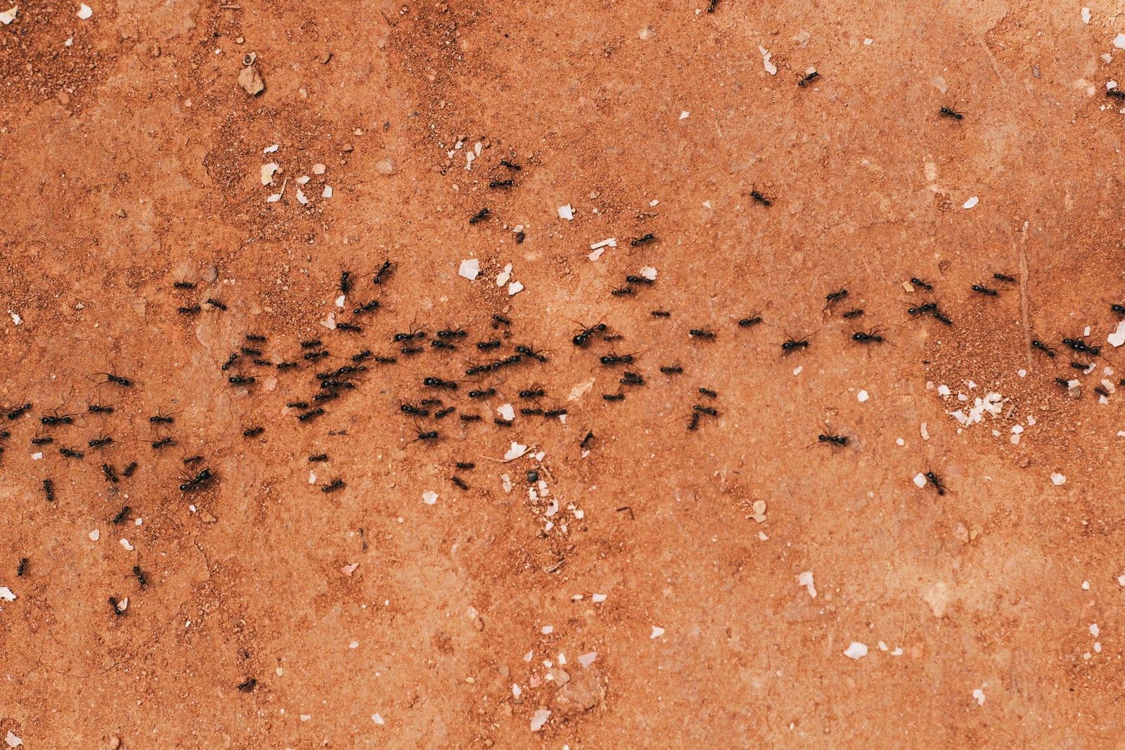 Fourmis menuisières au printemps : pourquoi elles apparaissent et comment réagir
