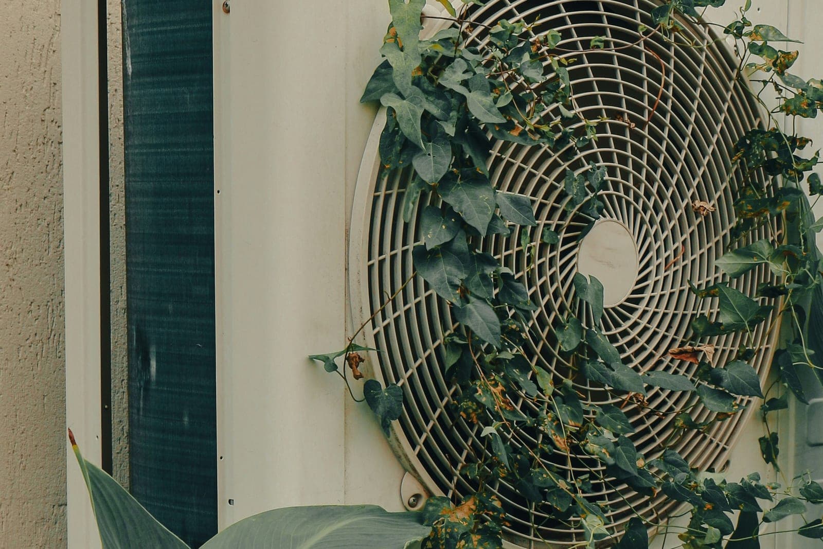 Ageing outdoor unit overgrown with ivy